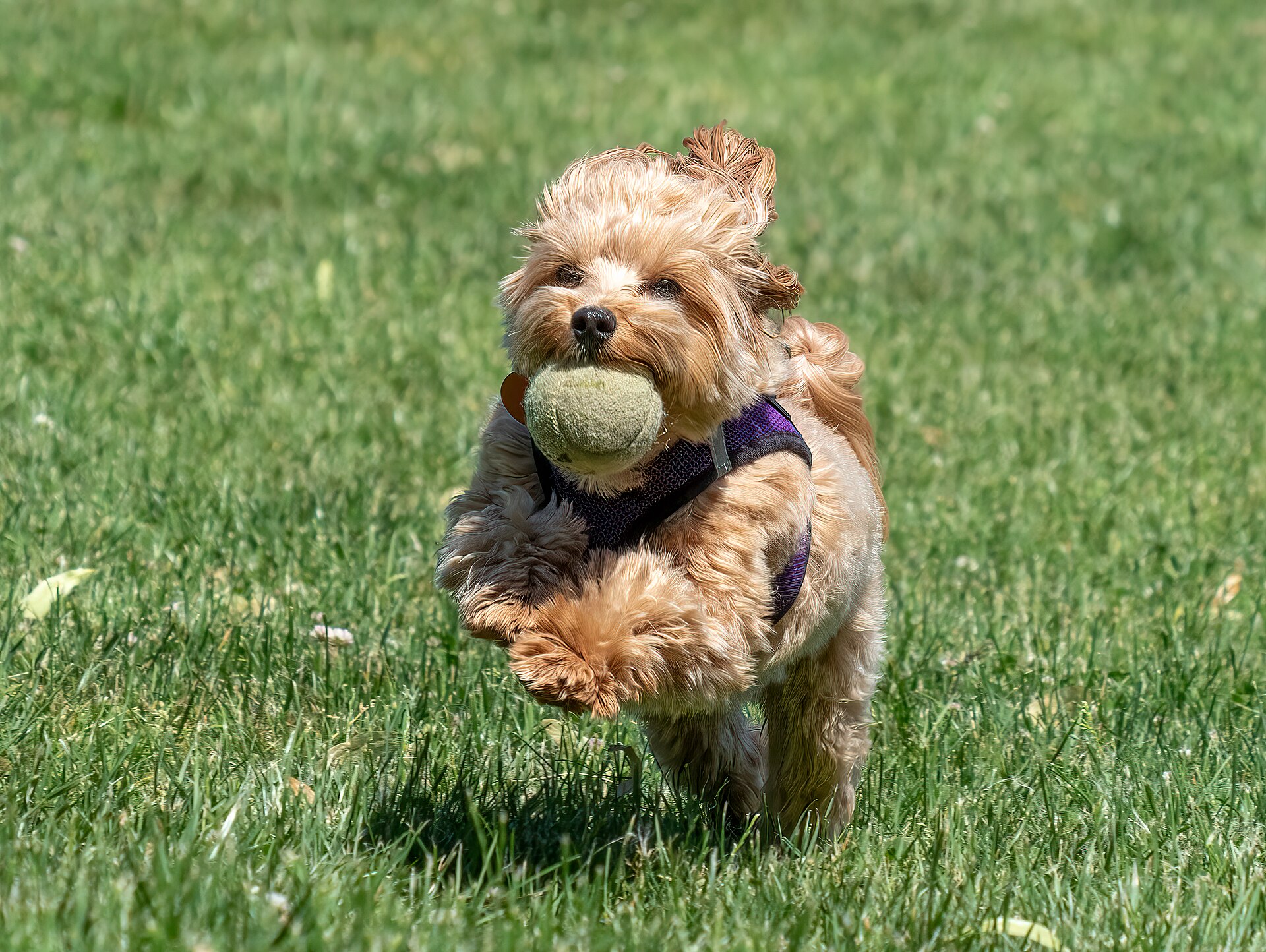 A happy dog bounding across a green lawn with a tennis ball